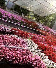 Grün Schaffhausen Bild 7