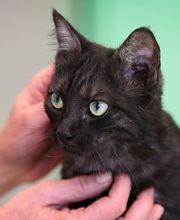 Tierklinik Rossweid AG Bild 6