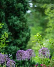 Dietz Gartenbau GmbH Bild 11