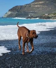 Rhodesian Ridgeback Züchter Bild 12