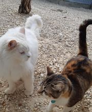 Cani Services image 4