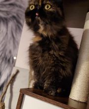 Le Clos des Coussinets image 7