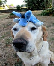 Association Nationale Des Amis Des Anes A.D.A.D.A image 4