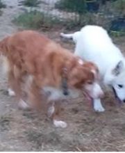 Canigard Souillac image 2