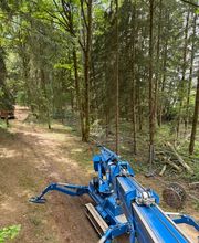 Treevarna Baumpflege München Bild 1