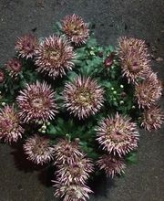 Vive Le Jardin image 9