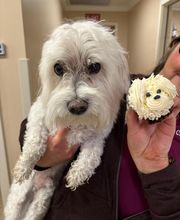 Northgate Animal Hospital image 1