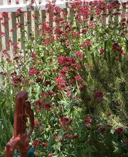 Jacobs Berry Farm image 13