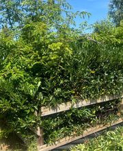 Haus-&Gartenservice Rose Bild 8