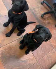 Green Summit Animal Clinic image 19