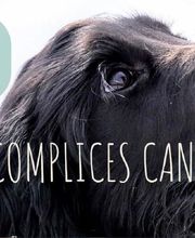 Complices Canins image 1