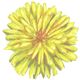 Dandelion Art
