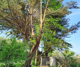 Arbocaria image 4