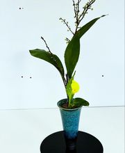 Le Murmure des Fleurs image 3