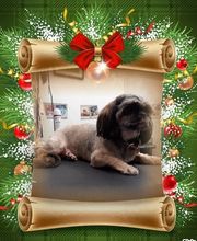 Au Toilettage de Saint Satur image 17