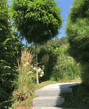 Müller Gartengestaltung GmbH Bild 8