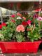 Aubry Horticulteur