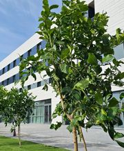 Residencia de Ancianos Vitalia Majadahonda | VITALIA HOME imagen 4