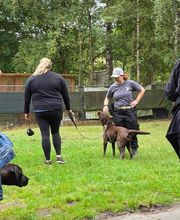 Hundecoach Melly- Mobil & Individuell Bild 17