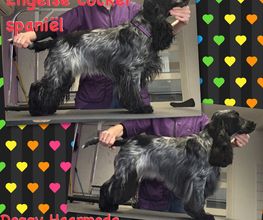 Doggy Haarmode