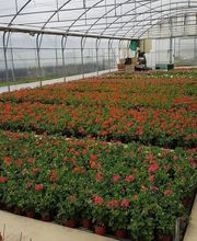 Dall'ava Et Fils Horticulteur image 5