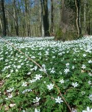 FriedWald Buxtehude Bild 5
