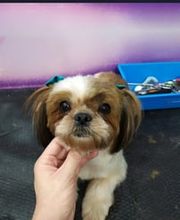 Txapoteando Felices Peluquería canina y felina imagen 4