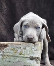 Hundeschule Pirschgang Bild 1