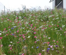 Parisini AG - Ihr Gartenbauer im Aargau Bild 7