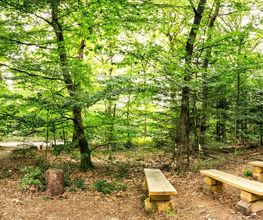 FriedWald Bremer Schweiz Bild 18