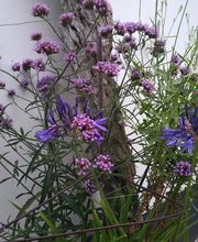 Jardins d'Ile image 20