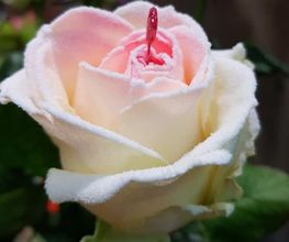 COTE FLEURS image 6