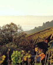 Domaine des Rueyres - Laurent Cossy Bild 4