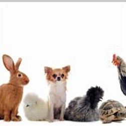 Clinique vétérinaire PK3