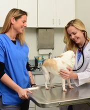 Town & Country Animal Hospital image 5