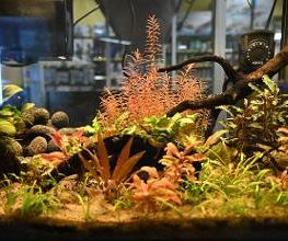 DAS FUTTERHAUS Brake Bild 2