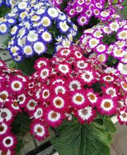 Gallery Professionale