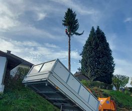 Arborista Baumdienst Baumpflege Baumfällung Baumarbeiten Bild 7