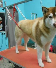 La Bichonnerie Henin image 7