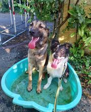 V'Educ-ton-chien image 11