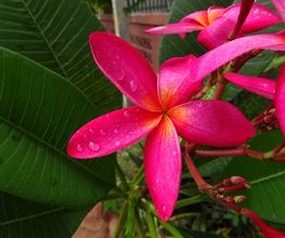 Kinery Thai Massage Bild 15