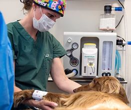 Tierklinik Interlaken AG - 24/7 Notfalldienst Bild 2