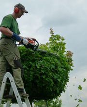 Baumpflege Oliver Schäfer Bild 3