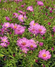 Staudengärtnerei David Müller Bild 29