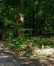 FriedWald Oberkrämer Bild 7