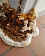 Champignon Bois Termite Isolation image 19