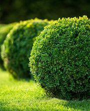 Turf Masters Lawn Care image 6