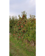 Obstscheune Krietzschwitz Bild 2