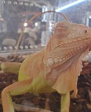 Tree of Life Exotic Pet Medical Center image 3