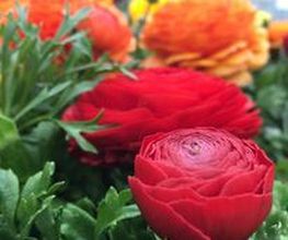 Le Saint Horticulture image 2